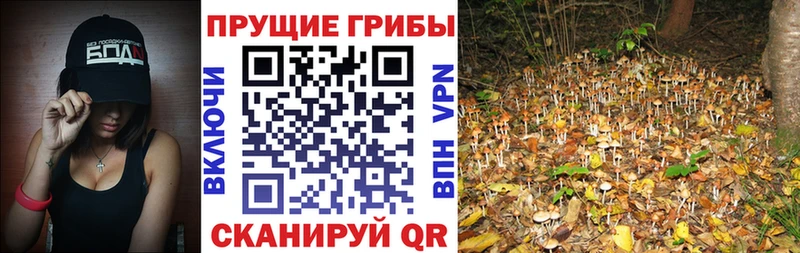Галлюциногенные грибы мицелий Северск